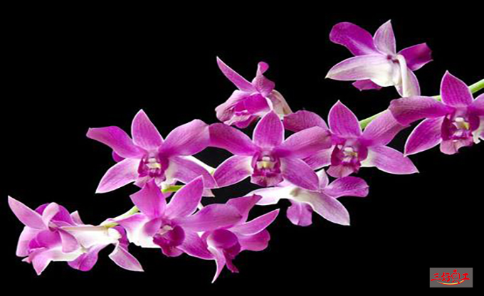 父親節(jié)應(yīng)該送給父親什么花?